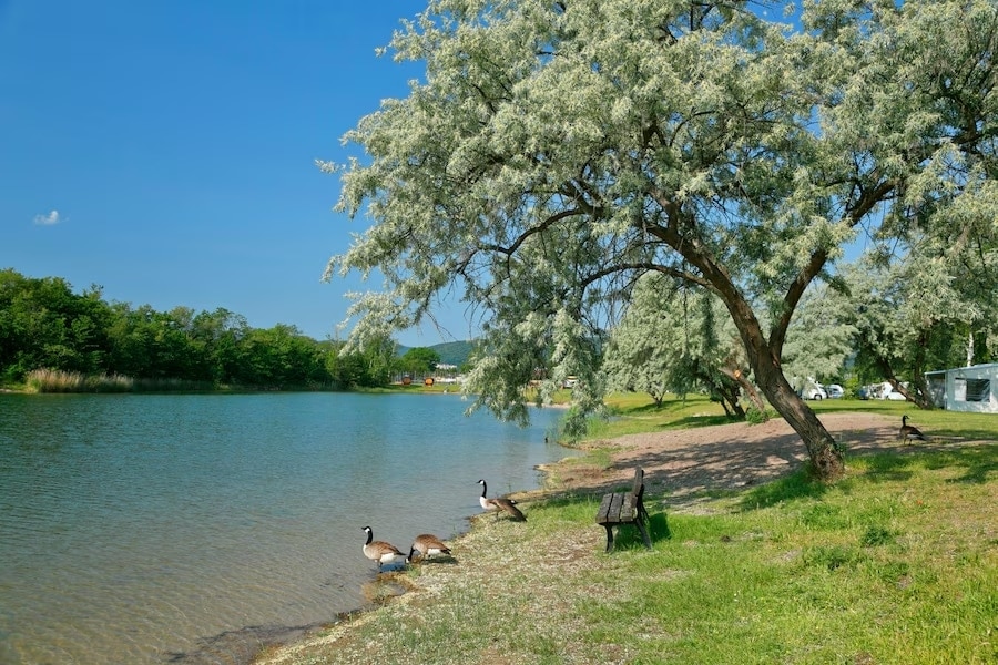 Camping langs het water met boom en eenden