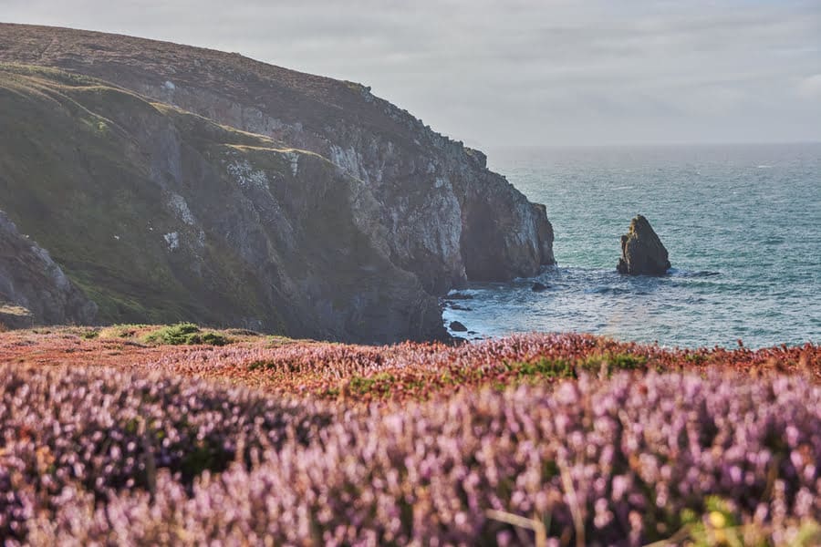 roze bloemen met de ruige zee en kliffen in de achtergrond