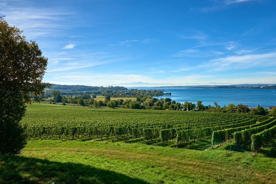 uitzicht op de Bodensee en een wijngaard