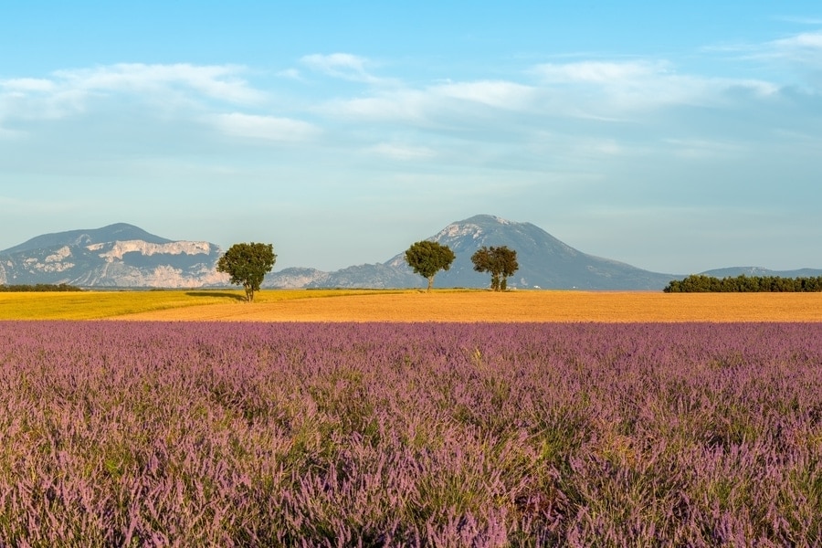 lavendelvelden in de Provence