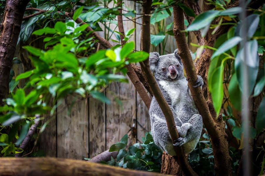 koala in een dierentuin