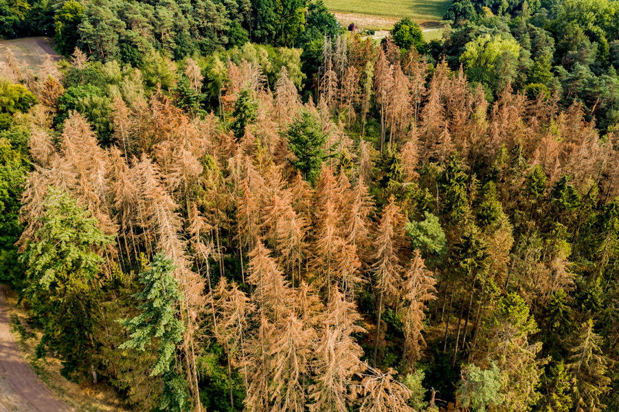 uitzicht op een bos