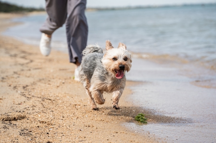 kleine hond rent over het strand