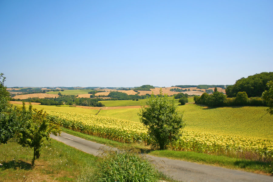 landweg en zonnebloemveld onder een zonnige, blauwe lucht