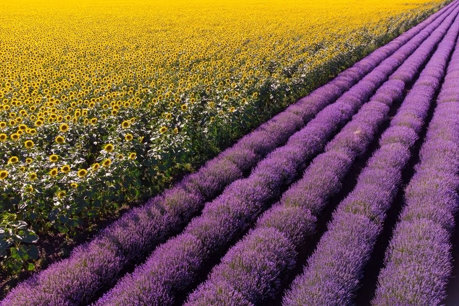 zonnebloemveld en lavendelveld, direct grenzend aan elkaar